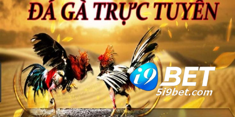 Lợi Ích Khi Xem Đá Gà Trực Tiếp